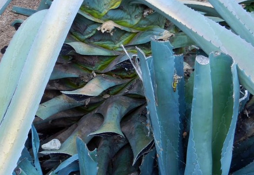 agave plant 2013 06