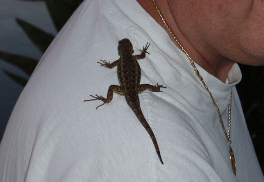 alligator lizard 2006 003