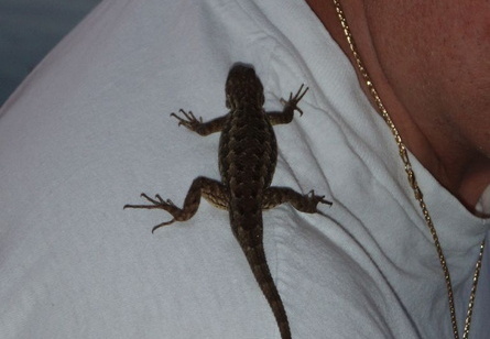 alligator lizard 2006 004