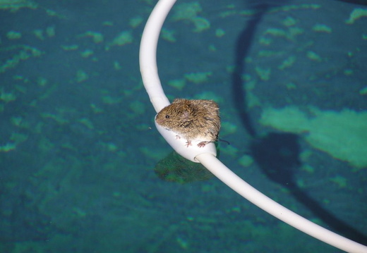 mole in the pool 06