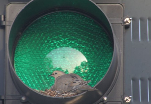 mourning dove in stoplight 0002