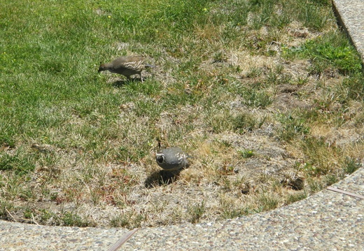 quail july 2008 003