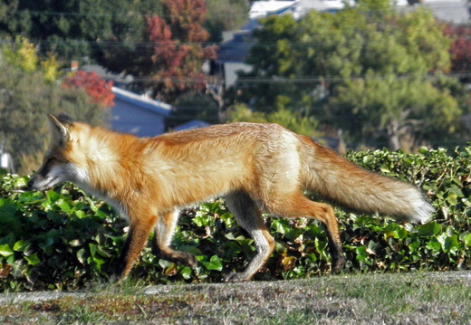 red foxes in backyard nov 2009 0023