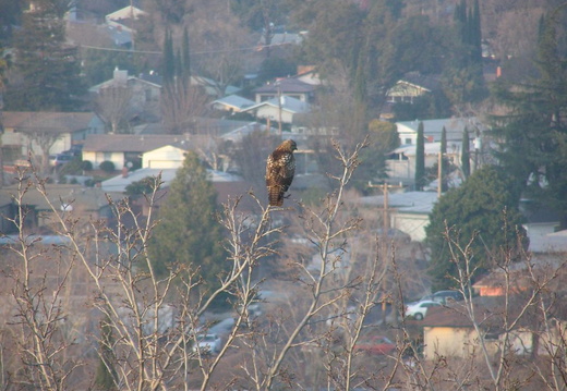 red tailed hawk jan 2005 02