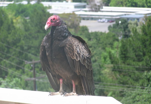 turkey vultures may 2005 02