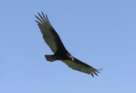 turkey vultures may 2005 05