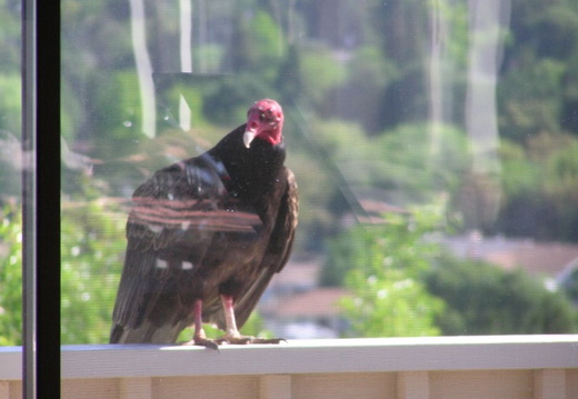 turkey vultures may 2005 11