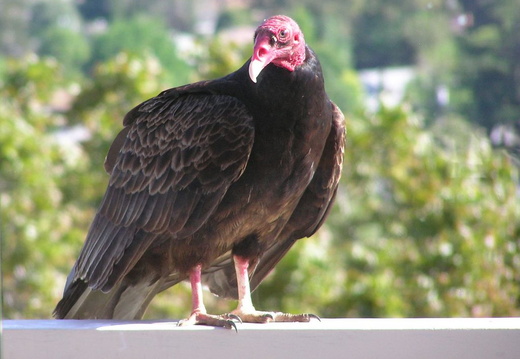 turkey vultures may 2005 12