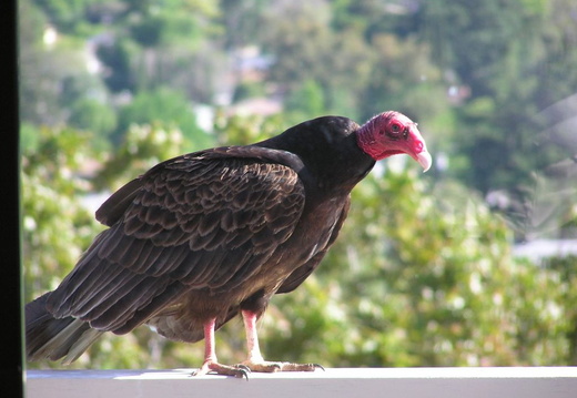 turkey vultures may 2005 13