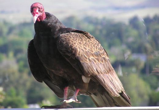 turkey vultures may 2005 14