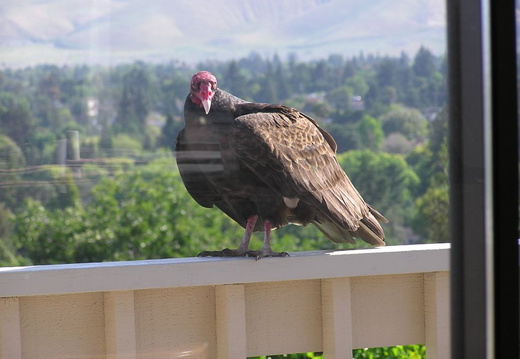 turkey vultures may 2005 24