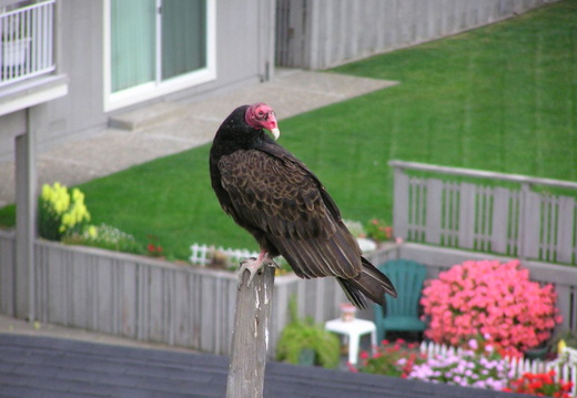 turkey vultures may 2005 26