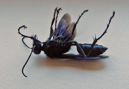 black wasp in house july 2017 1