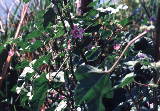 oakland wildflowers 1994 04