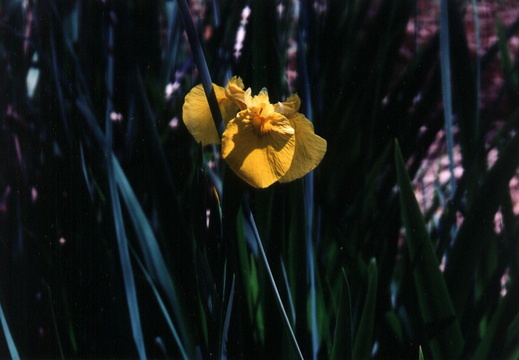 oakland wildflowers 1994 08