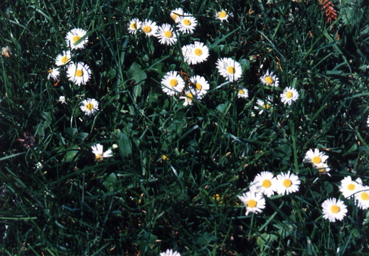 oakland wildflowers 1994 09