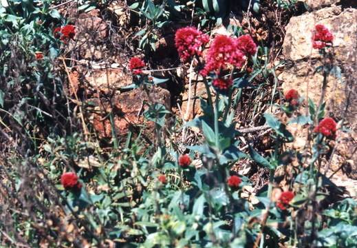 oakland wildflowers 1994 10
