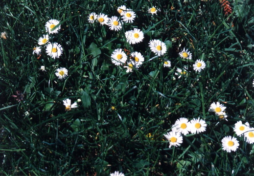 oakland wildflowers 1994 11
