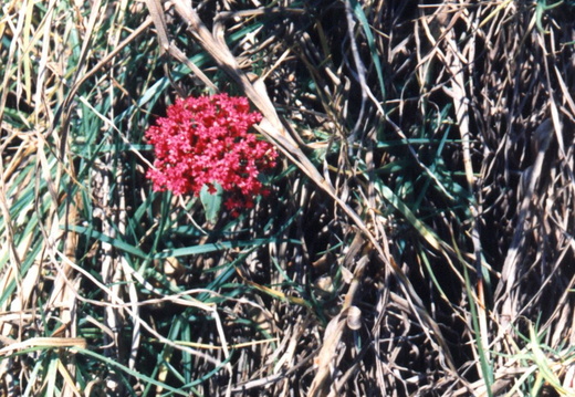 oakland wildflowers 1994 12