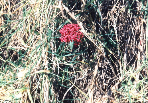 oakland wildflowers 1994 13