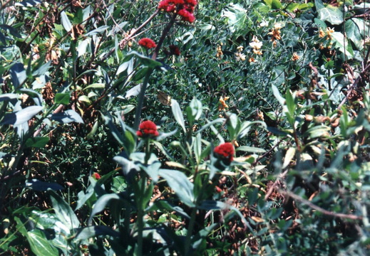 oakland wildflowers 1994 14