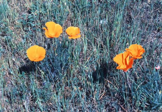oakland wildflowers 1994 15