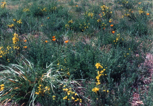 oakland wildflowers 1994 16