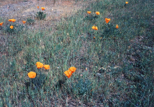 oakland wildflowers 1994 17