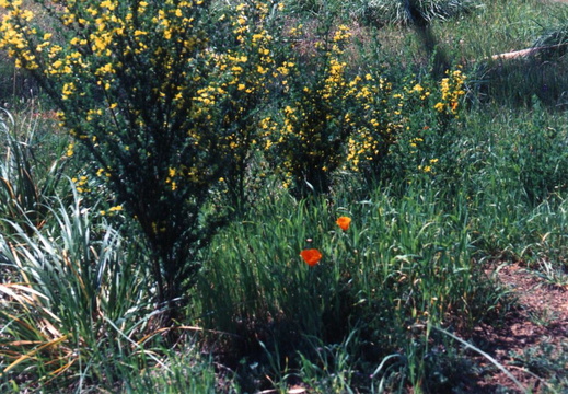 oakland wildflowers 1994 18