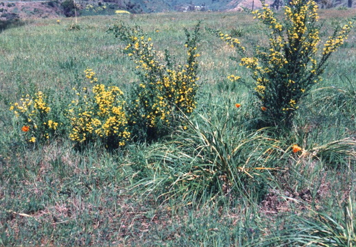 oakland wildflowers 1994 20