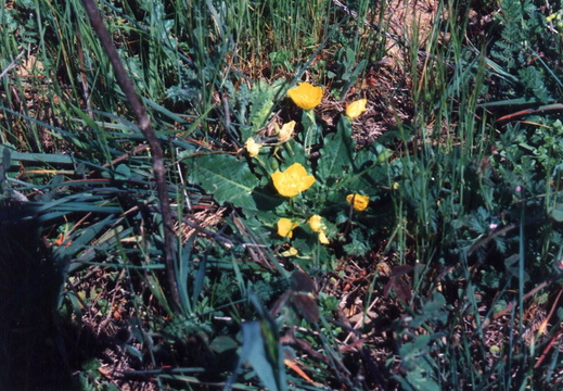 oakland wildflowers 1994 21