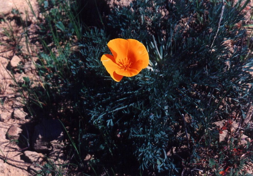 oakland wildflowers 1994 22