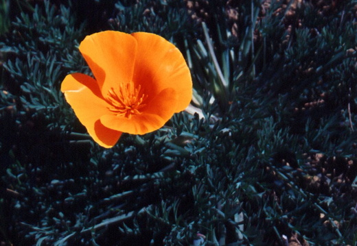 oakland wildflowers 1994 23