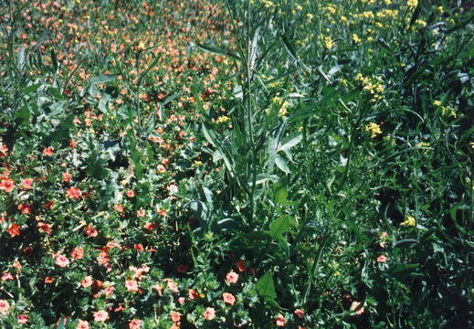oakland wildflowers 1994 26