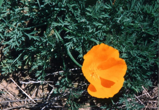 oakland wildflowers 1994 29
