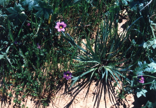 oakland wildflowers 1994 28