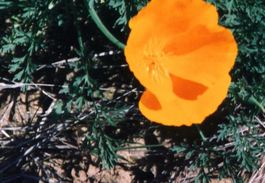 oakland wildflowers 1994 30