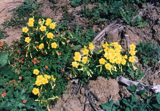 oakland wildflowers 1994 31