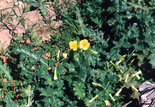 oakland wildflowers 1994 32