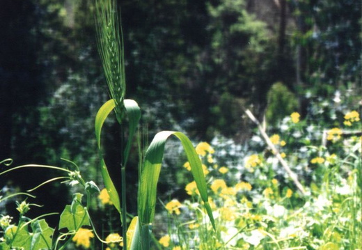 oakland wildflowers 1994 33