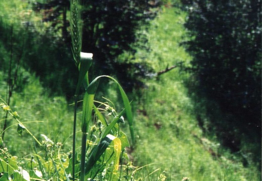 oakland wildflowers 1994 34