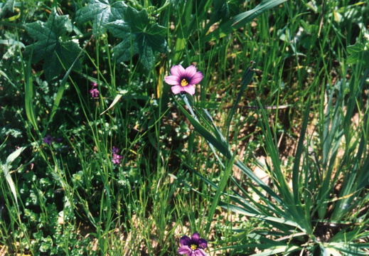 oakland wildflowers 1994 35