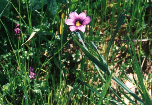 oakland wildflowers 1994 36