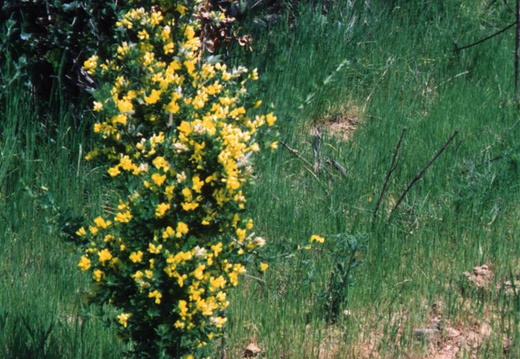 oakland wildflowers 1994 37