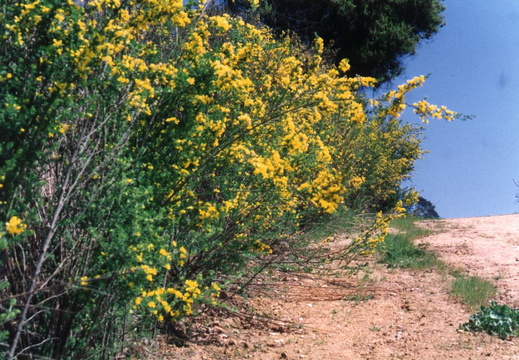 oakland wildflowers 1994 39