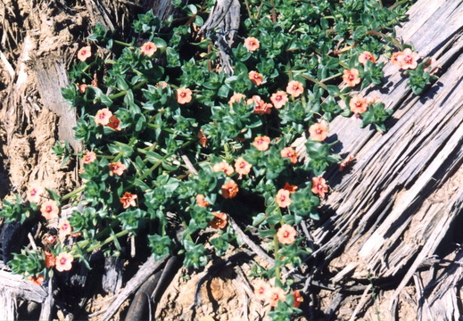 oakland wildflowers 1994 42