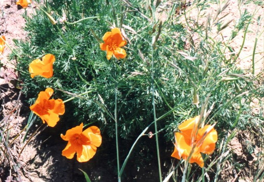 oakland wildflowers 1994 41