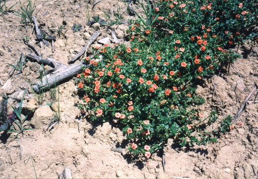 oakland wildflowers 1994 43