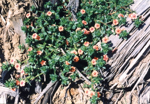 oakland wildflowers 1994 44