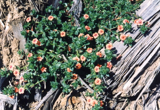 oakland wildflowers 1994 45